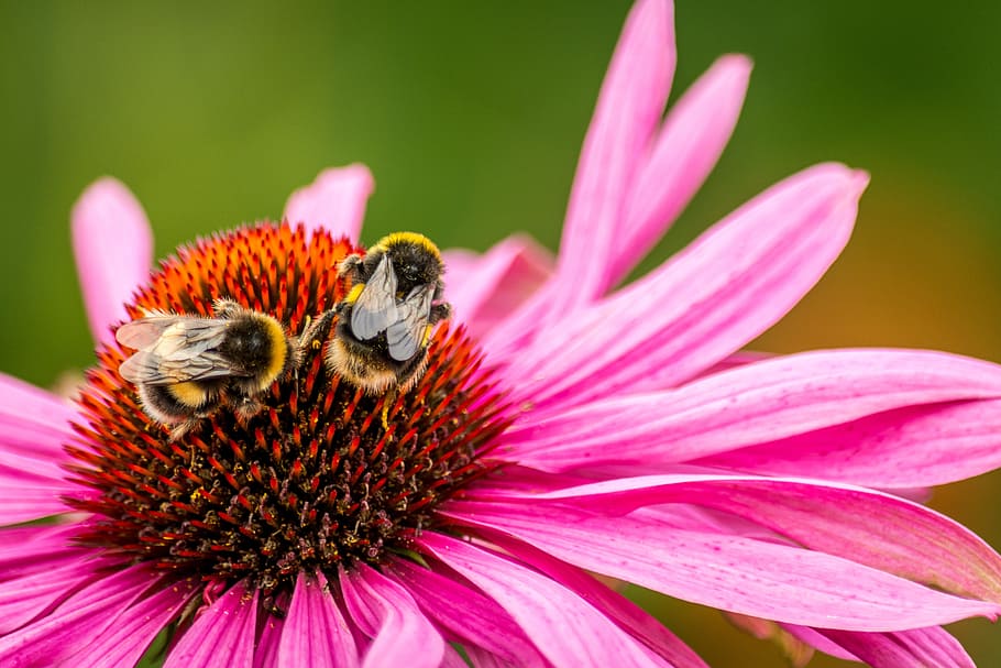 two, bees, perched, pink, coneflower, bee, flower, bumblebee, insect, pollen