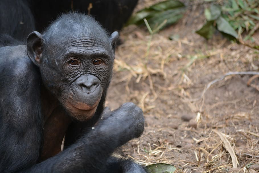 lola ya bonobo, democratic republic of congo, kinshasa, africa, ape, nature, pan, paniscus, primate, wildlife