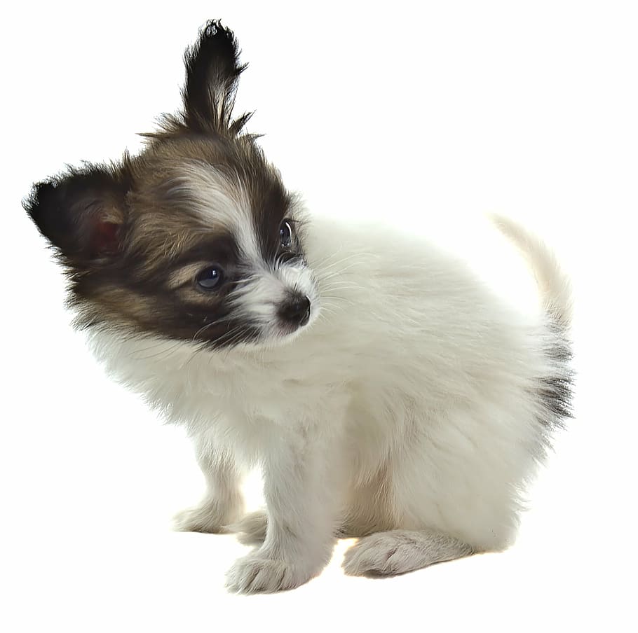 короткошерстный, белый, черный, щенок, папийон, собака, животное, домашние животные, собак, породистая собака