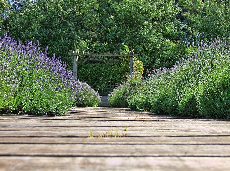 pathway, hyacinth flowers, hyacinth, flowers, lavender, nature, purple, flower, herb, natural