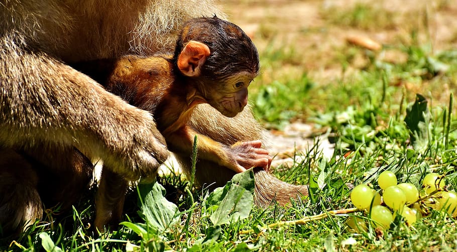 brown, primate, green, grasses, Ape, Baby Monkey, Grapes, Curious, barbary ape, endangered species