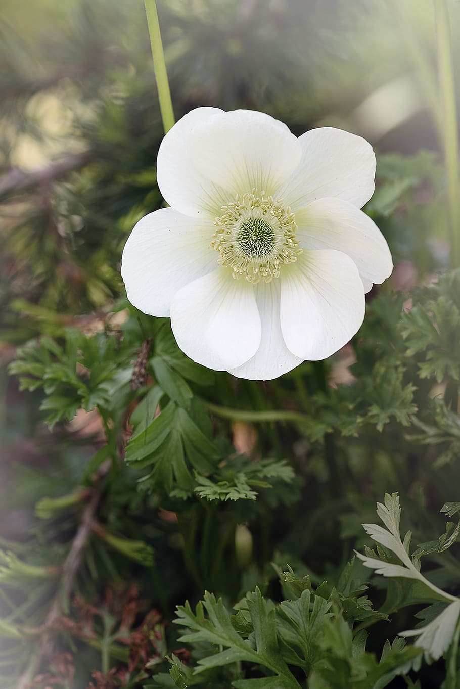 anémona, blanco, anémona blanca, flor, floración, flor blanca, niebla,  neblina, jardín, en el jardín | Pxfuel