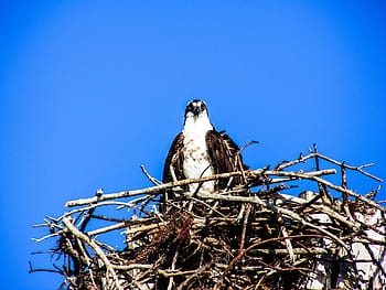 Fotos desde el nido del águila libres de regalías | Pxfuel