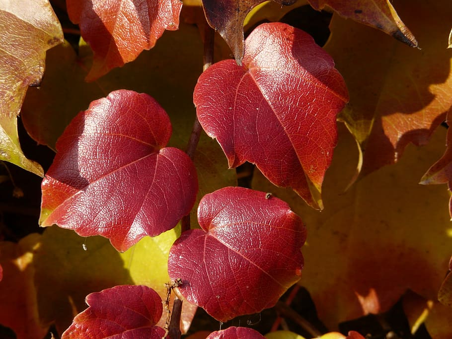 hojas de vid, vino asociado, colorante, rojo, otoño, hojas, follaje de otoño, vid de uva silvestre, vitis vinifera, vid silvestre