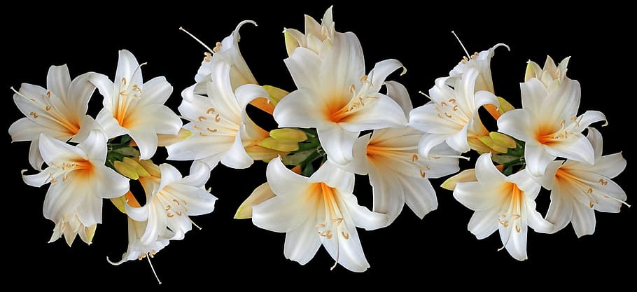 flores, branco, lírios, páscoa, fragrante, perfume, jardim, natureza, flor, fragilidade