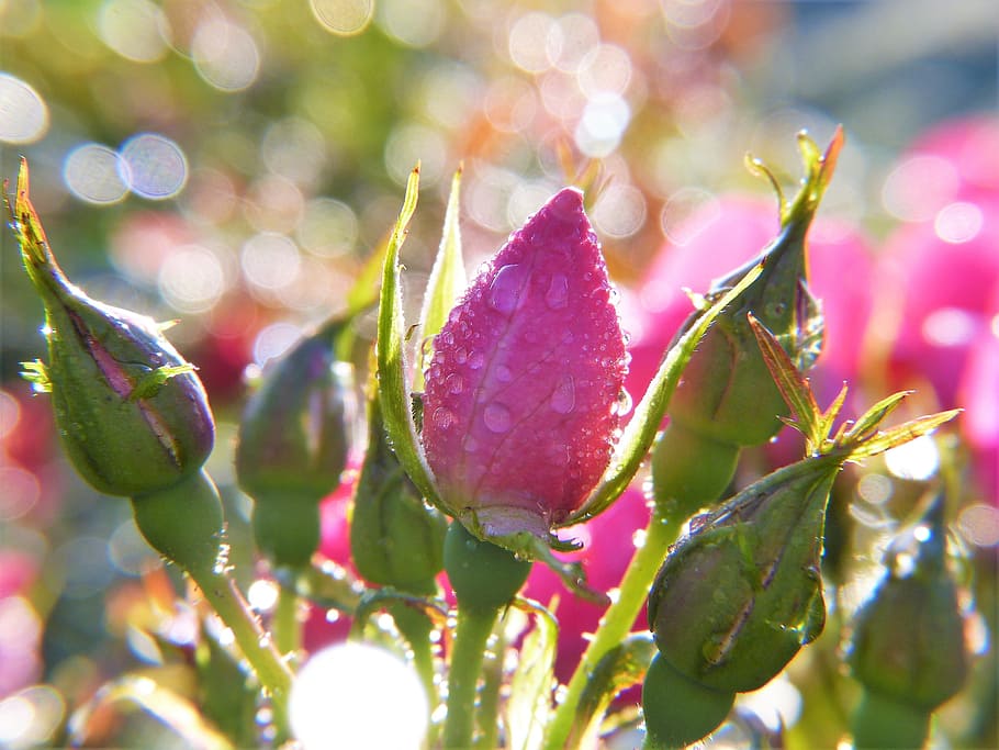selective, focus photo, pink, petaled flower, teardrop water, rose, rose bud, dew, drop of water, drip