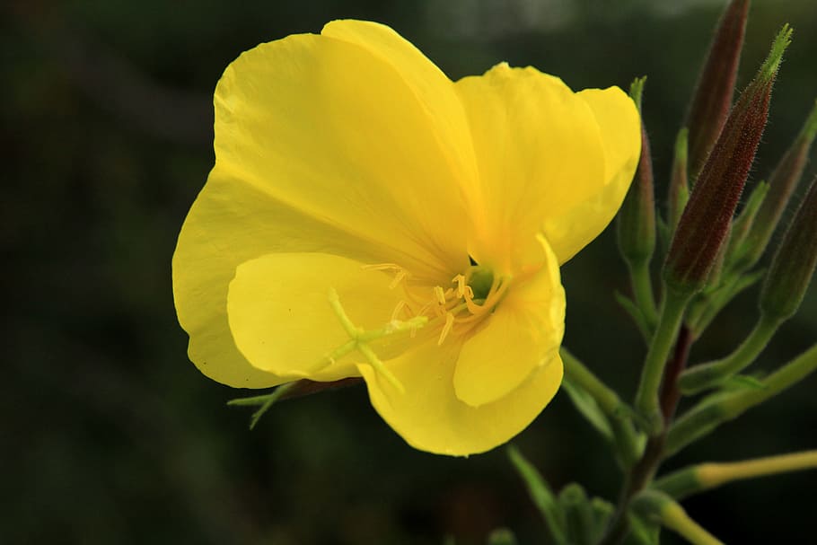 rosa de onagra, flor, amarillo, oenothera biennis, floración, onagra común, invernadero de onagra, flor amarilla, lápiz, neófito