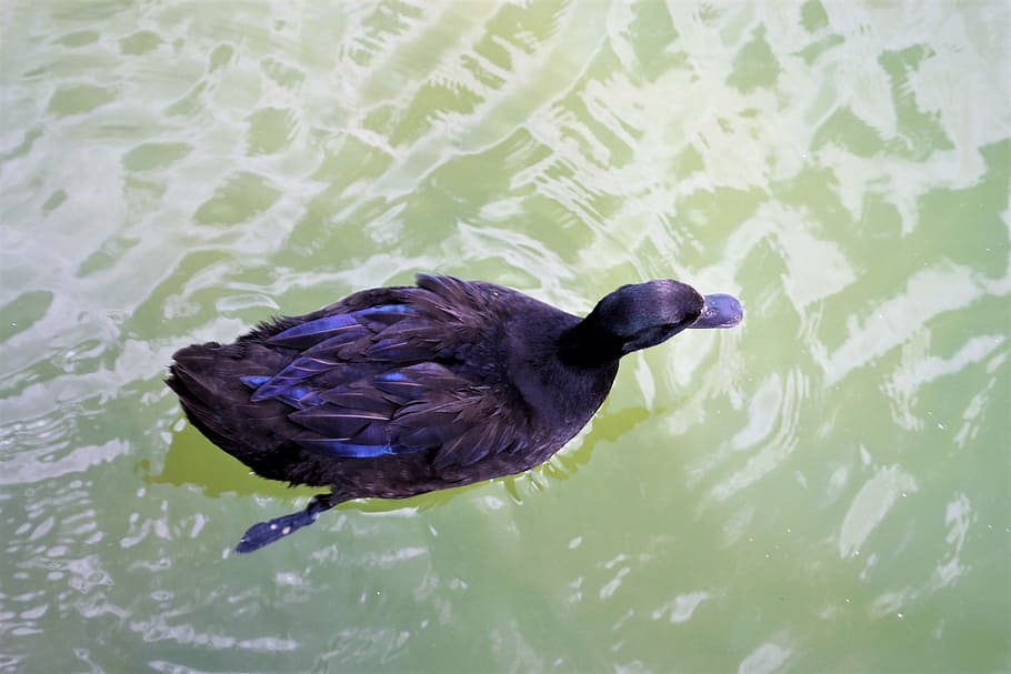black duck, pond, fiver, wildlife, bird, water, duck, black, lake, waterfowl