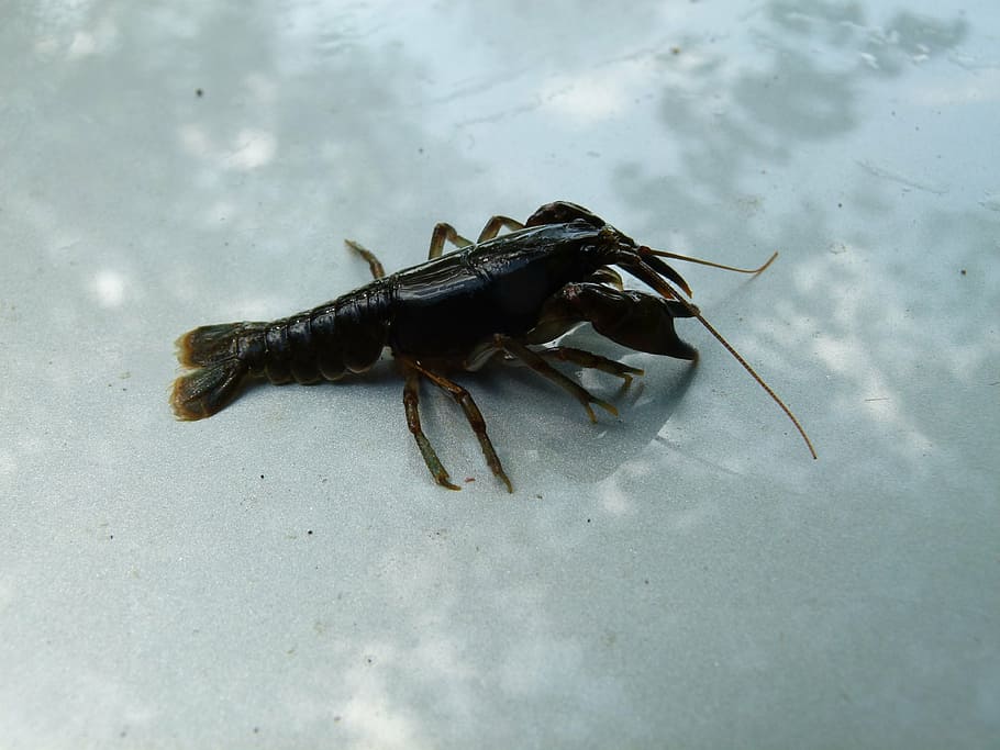 cambarus bartonii, crayfish, appalachian brook crayfish, crawfish, stream, nature, animal, animal themes, one animal, animal wildlife