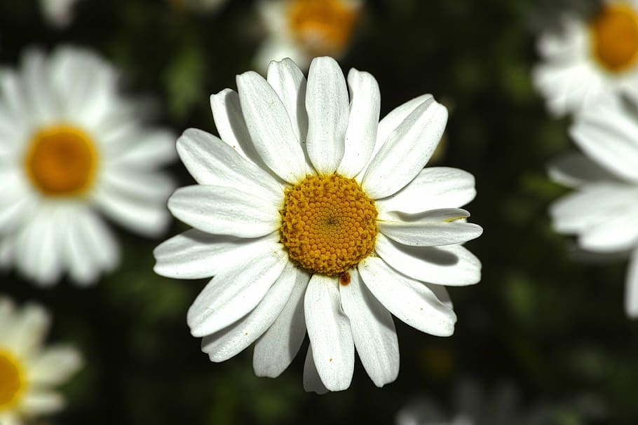 daisy, white, nature, flower, spring, summer, vivid color, freshness, nobody, growth
