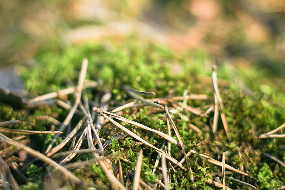 pine needles, Pine, Needles, Forest, nature, tree, grass, close-up, green Color, outdoors