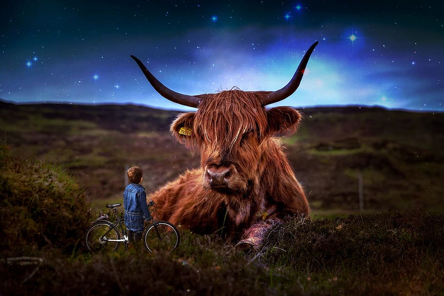 소년, 자전거, 쳐다 보는, 웨스트 하이랜드 소, 소, 스코틀랜드, 고원 쇠고기, 암소, 목초지, 풍경