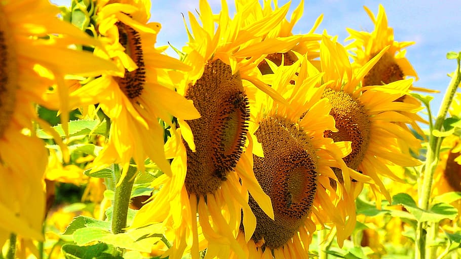sunflowers, sunflower, yellow flower, summer, plants, flower, yellow, flowering plant, fragility, vulnerability