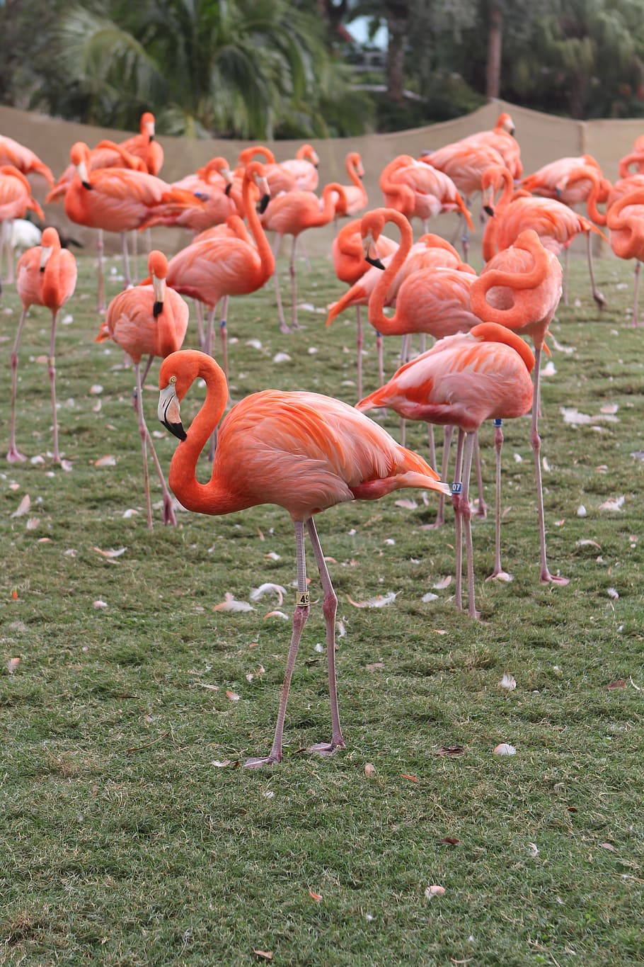 Flamingos, Pink, Flock, Bird, Leg, flamingo, animals in the wild, nature, animal wildlife, pink color