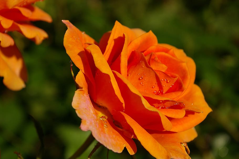rose, orange rose, scented rose, rose garden, blossom, bloom, rose blooms, orange, flower, garden roses