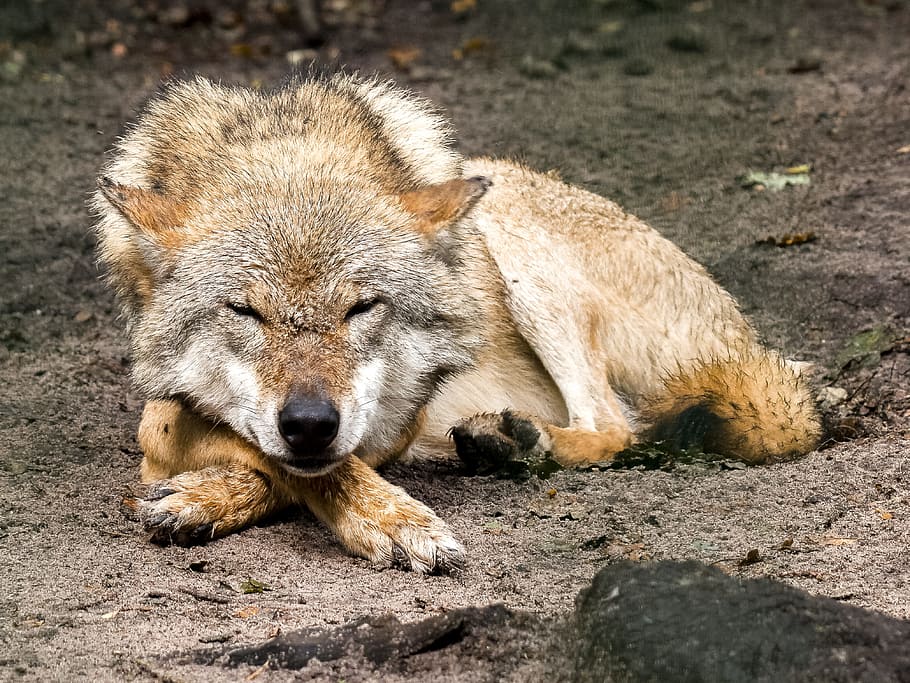 brown, white, wolf, sleeping, sand, prone, Coyote, ground, animal, predator