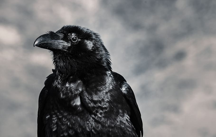 cuervo, negro, pájaro, mirlo, pico, animal, primer plano, plumas, un animal, temas de animales