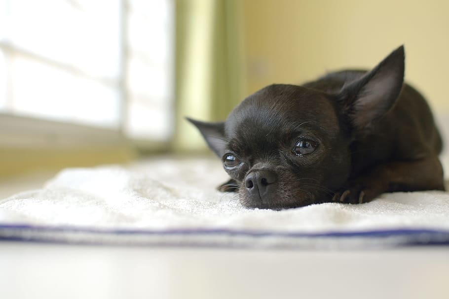 smooth, black, chihuahua puppy, lying, white, mat, Dog, Dogs, Pet, Pets