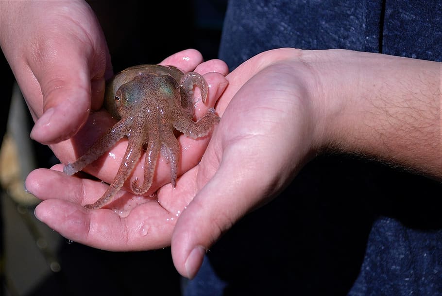 squid, small, hand, navy, show and tell, school, teaching, cephalopods, loligo, kalmar