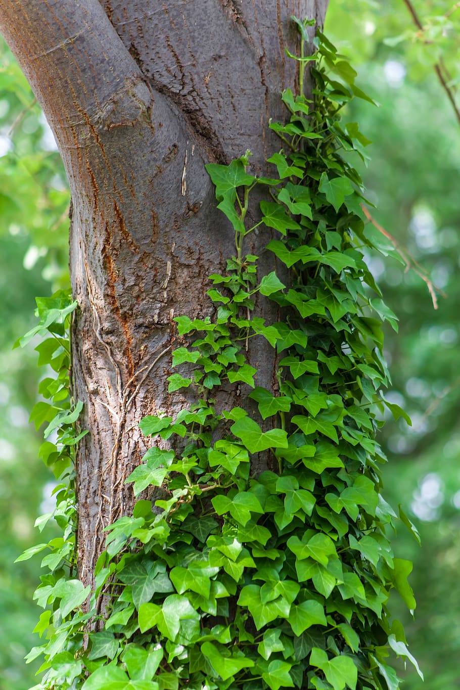 ivy crescendo em árvore, ivy, árvore, folhas verdes, casca, vibrante, folhas, natureza, trepadeira, planta