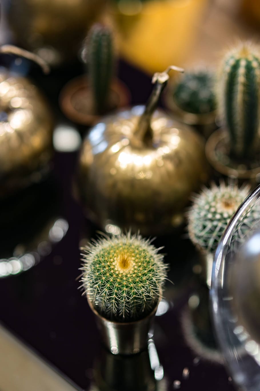 oro, calabazas, adornos, cactus, dorado, ornamentales, close-up, planta, enfoque selectivo, planta suculenta