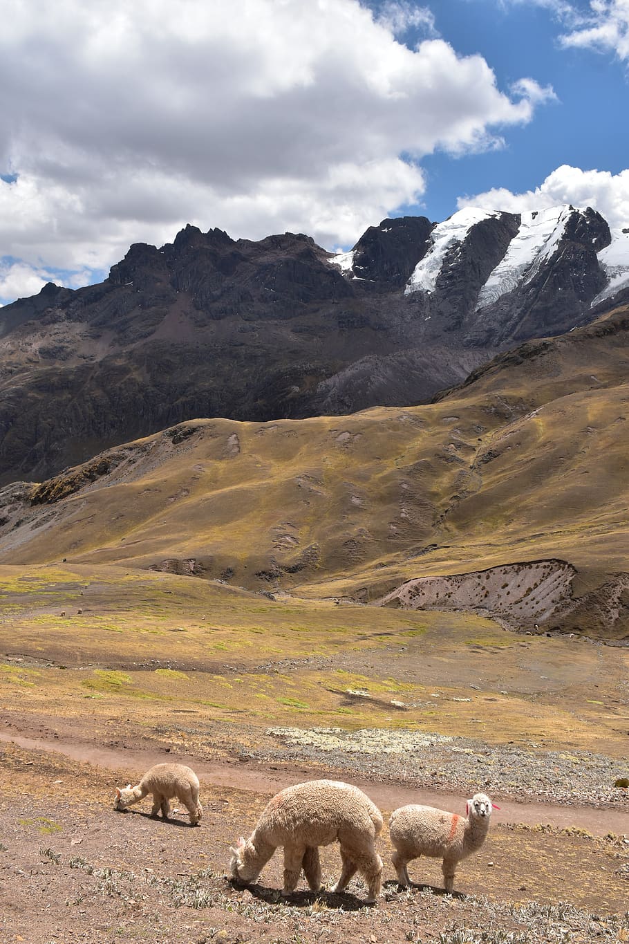 Perú, América del Sur, alpaca, montañas, panorama, andes, montaña, viaje, paisaje, temas animales