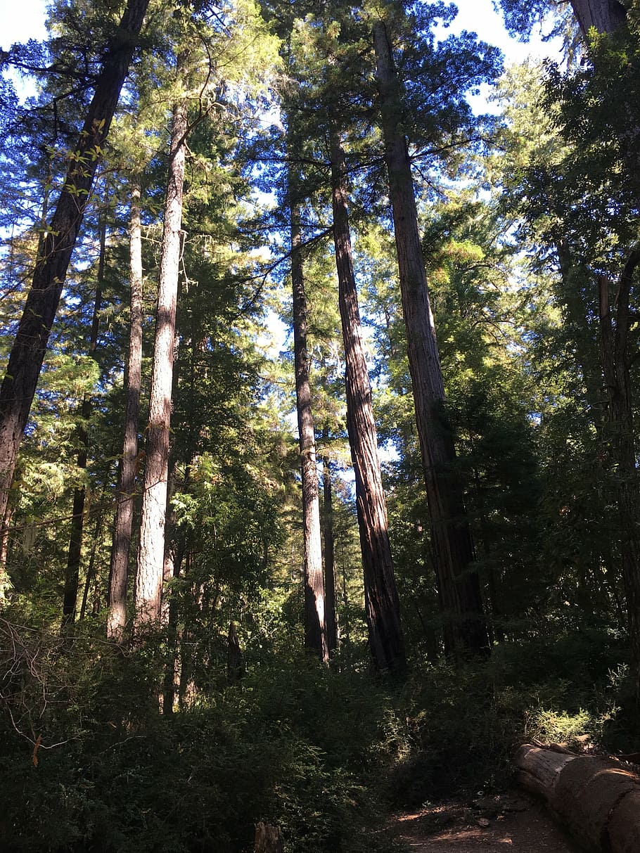 secoya, bosque, árboles gigantes, california, antiguo, naturaleza, árbol, día, tronco de árbol, al aire libre