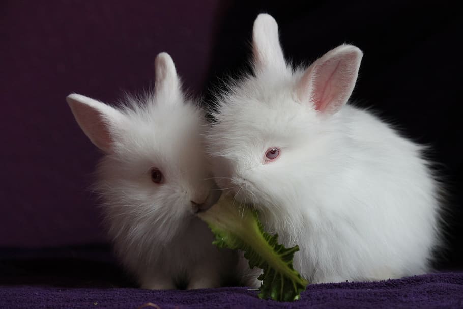 dois coelhos brancos, coelho, pequeno, bonitinho, comer, faminto, branco, animal de estimação, mamífero, coelho - animais de estimação