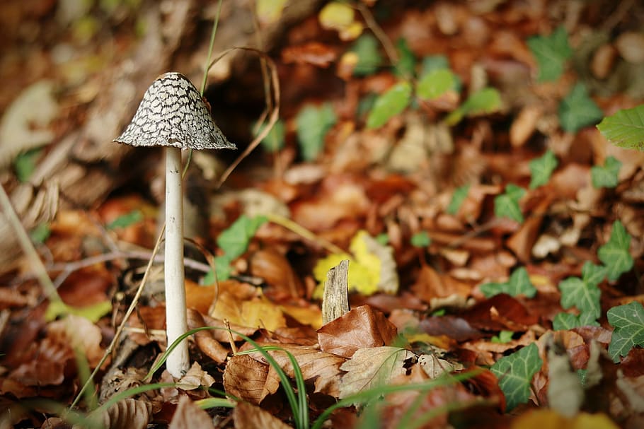 mushroom, autumn, rac, nature, season, leaf, toadstool, cap, grass, close up