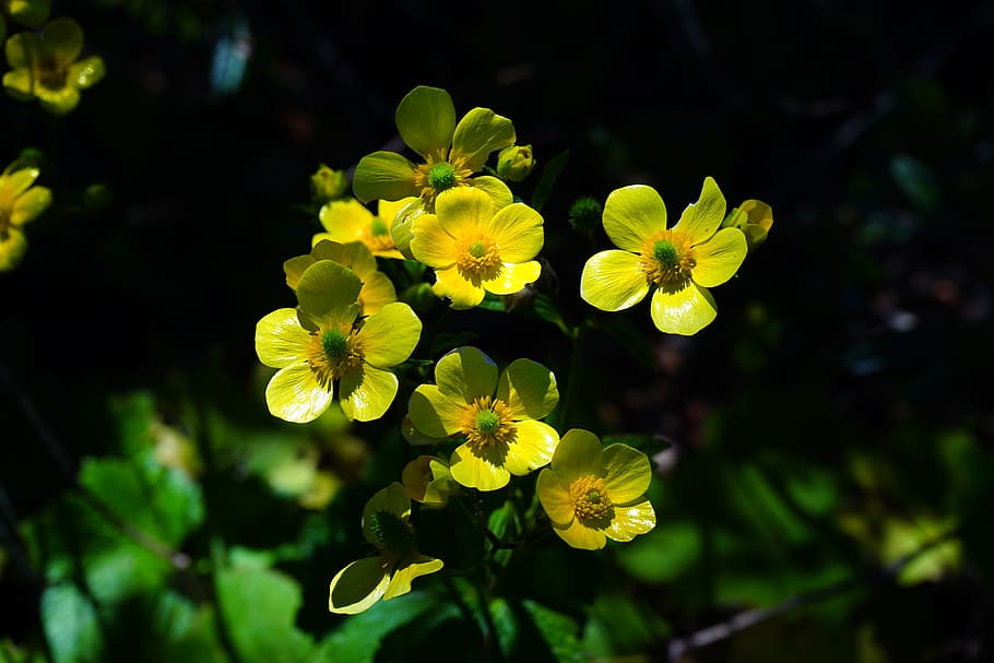 Buttercup, Flower, Blossom, Bloom, yellow, ranunculus cortusifolius, canary islands-buttercup, canary buttercup, ranunculus, hahnenfußgewächs