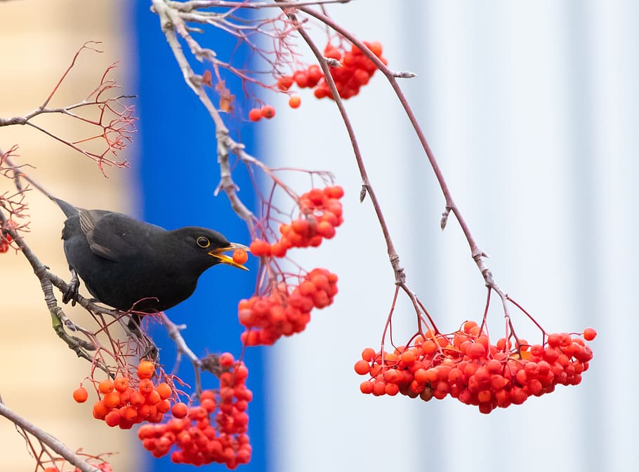blackbird, male, eating, berries, perched, red, songbird, animal themes, vertebrate, animal
