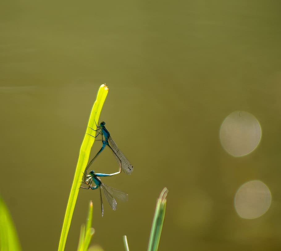 dragonfly, dragonfly mating, mating, mate choice, love, background, wallpaper, water, waterfront, mood