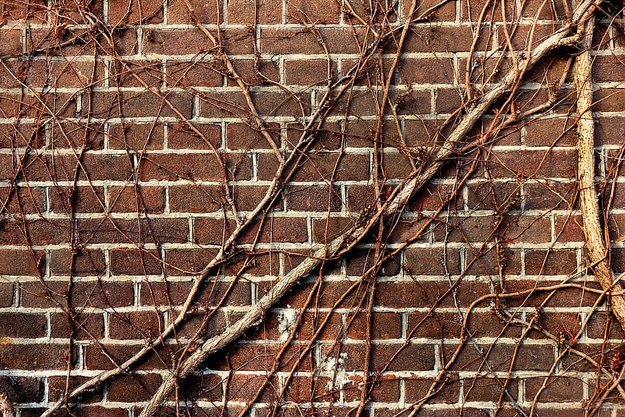 tree trunks, shingle wall, wall, brick wall, vine, creeper, bare branch, brown brick wall, masonry, aged
