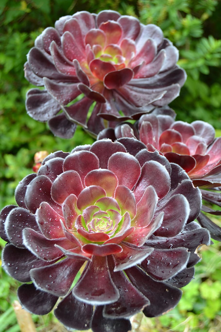 saucer plant, aeonium arboreum, flower, garden, england, cornwall, plant, growth, beauty in nature, close-up