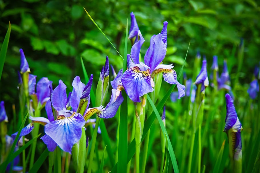 lirio, flor, florecer, jardín, naturaleza, sello de la flor, violeta,  verano, rosa, púrpura | Pxfuel