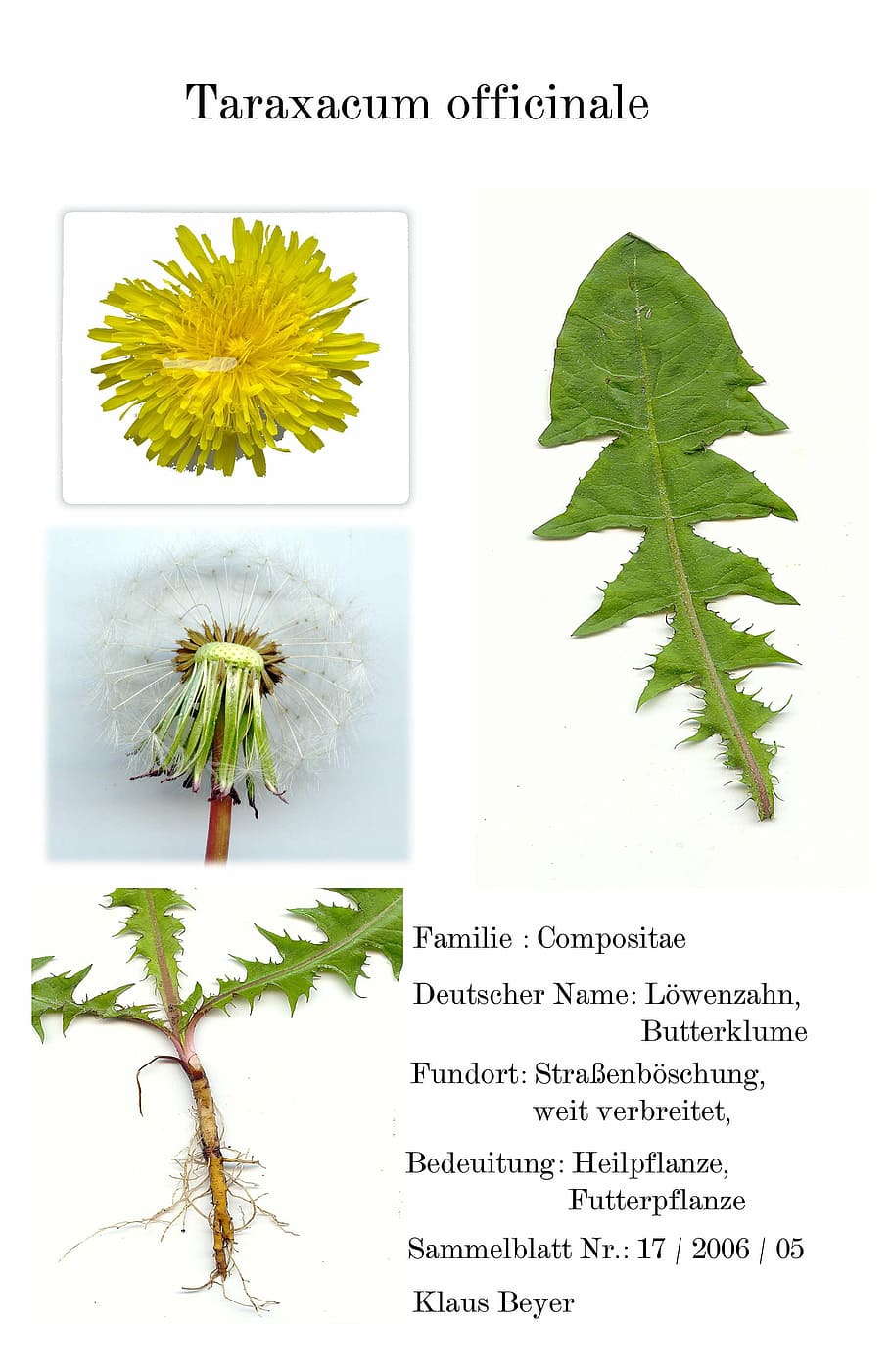 digitized herbarblatt, medicinal plant, scanners, garden, yellow, flower, plant, nature, leaf, botany