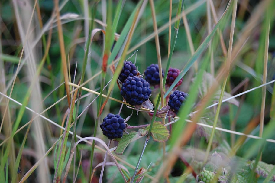 blackberries, fruit, wild, burr, berries, healthy eating, food, freshness, food and drink, berry fruit