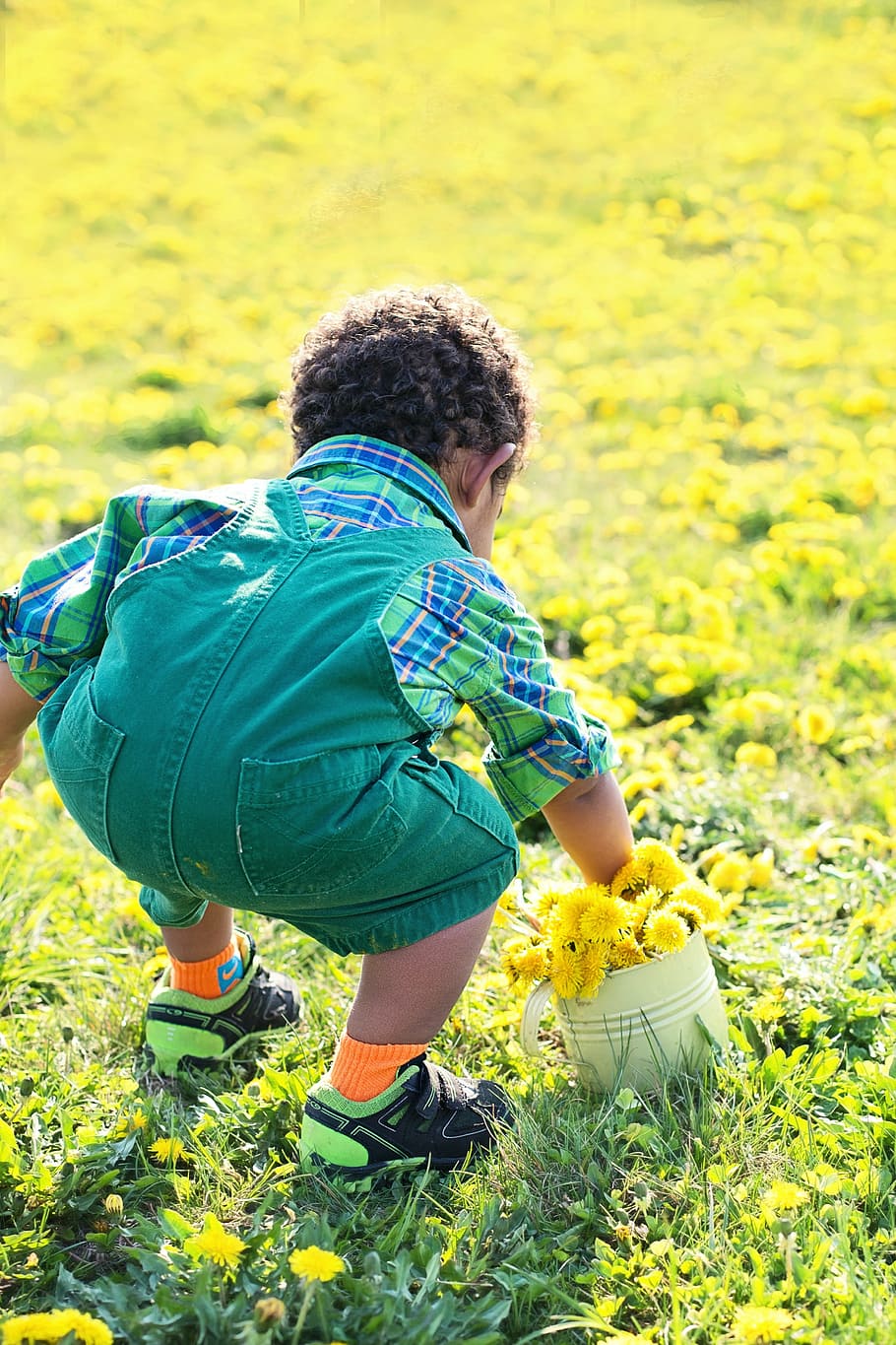 boy, holding, white, bucket, yellow, petaled flower bouquet, little boy in dandelions, dandelions, spring, nature