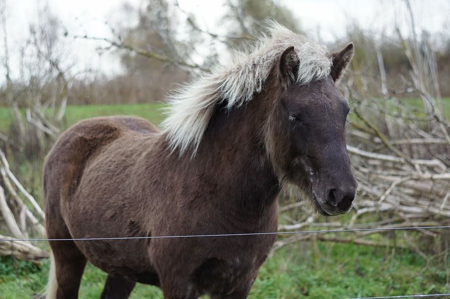 Horse, Brown, Pony, Blond, Mane, Darß, november, pferdeportrait, horse head, coupling