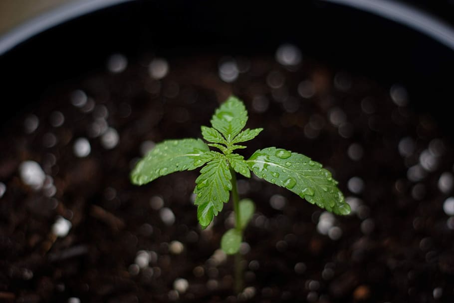 cannabis, weed, marijuana, hemp, drug, plant, leaf, pot, green, medicine