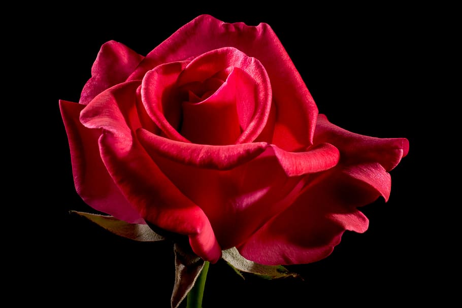 closeup, red, rose, flower, bloom, red rose, rose bloom, blossom, rose - Flower, petal