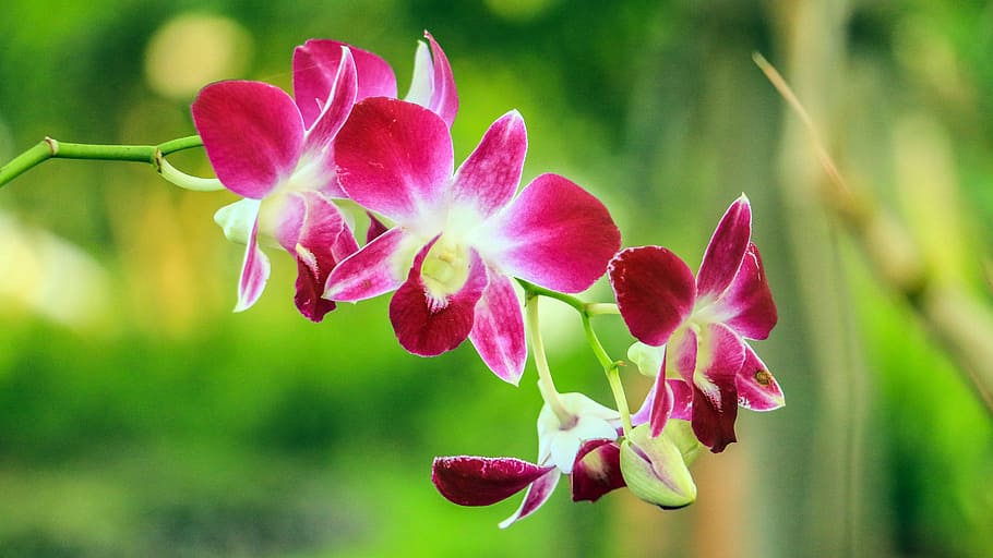 Orchid, Flowers, Pink, Natural, Garden, bloom, flower, nature, plant, growth