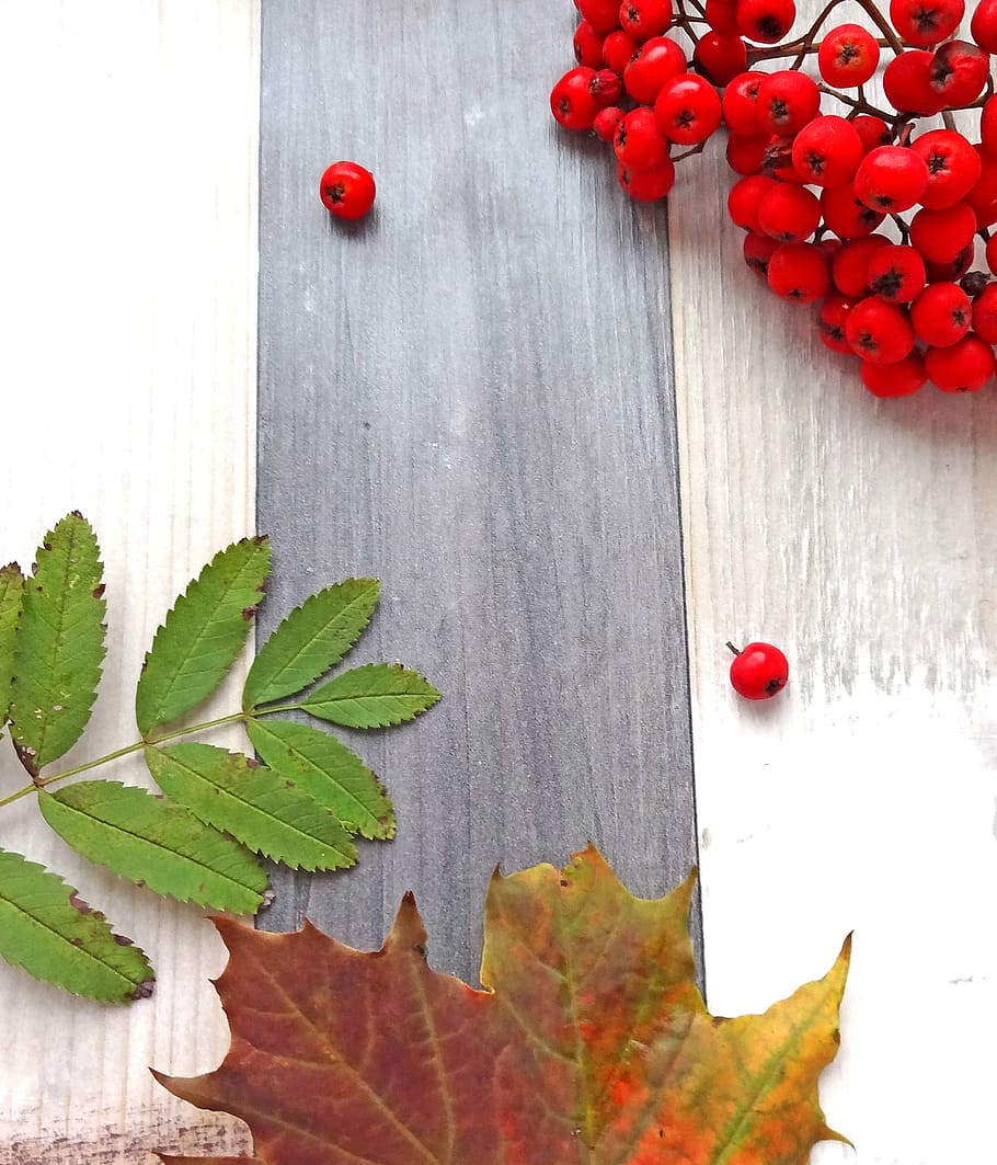 tree, autumn, leaves, rowan, maple leaf, red, laminate, leaf, plant part, wood - material