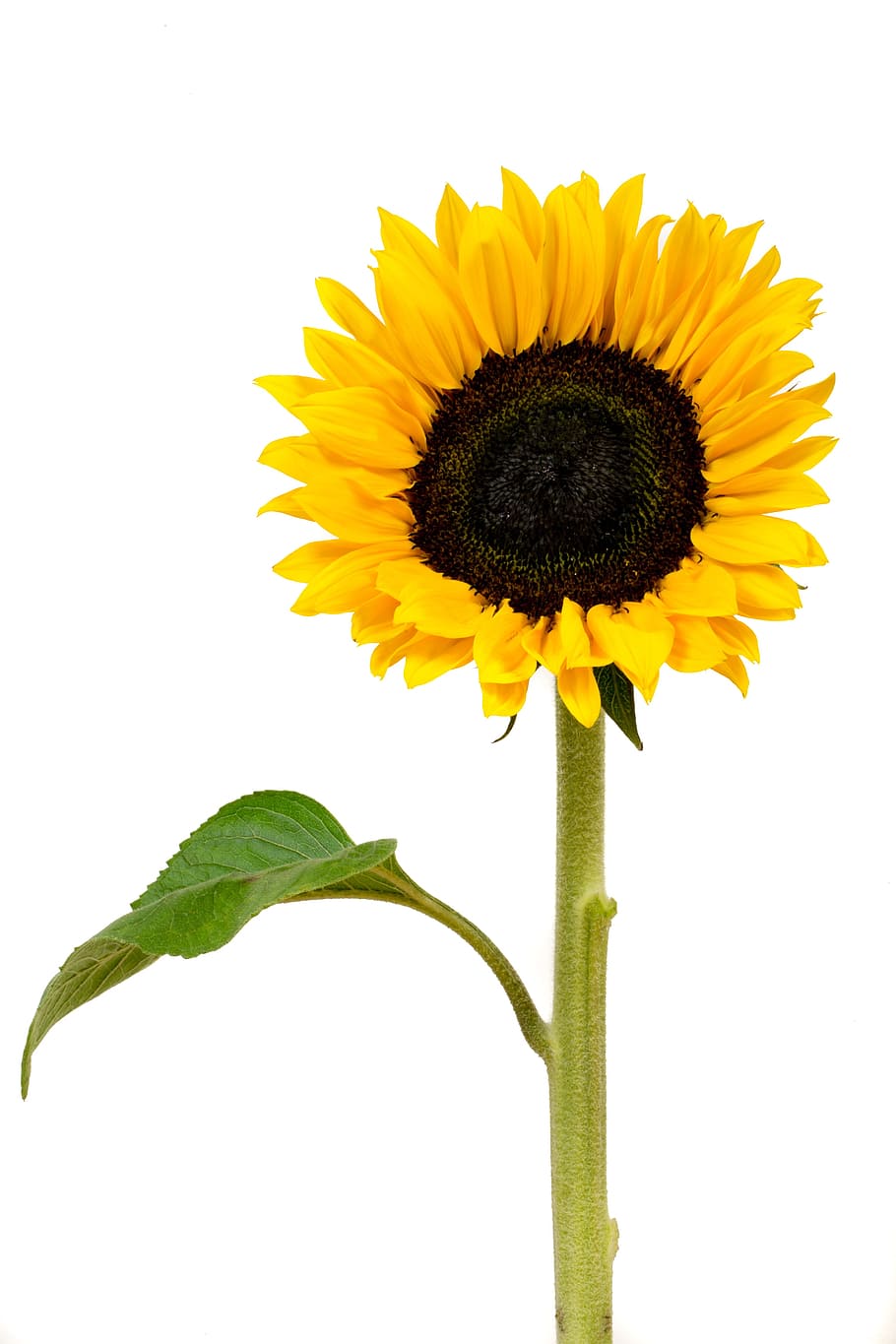 yellow sunflower, Sunflower, Yellow, Flower, Nature, yellow flower, bloom, macro, summer, colorful