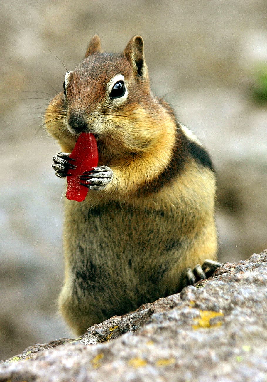 chipmunk, croissant, squirell, nager, squirrel, animal, cute, rodent, foraging, possierlich