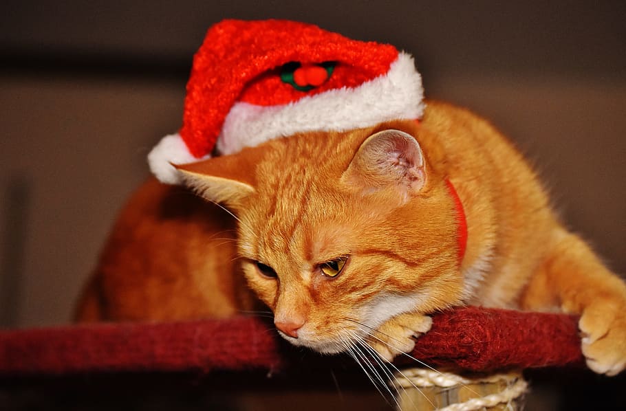 cat, red, christmas, santa hat, funny, cute, mackerel, tiger, sweet, cuddly