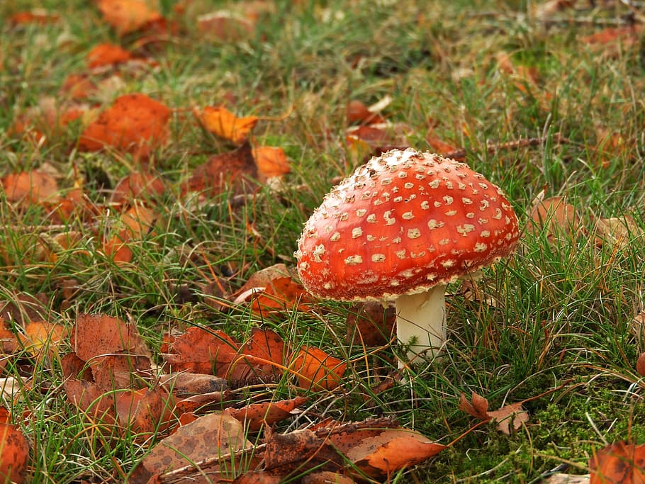 jamur, musim gugur, agaric lalat merah, agaric, alam, agaric terbang, titik-titik putih, hutan, putih, jamur merah