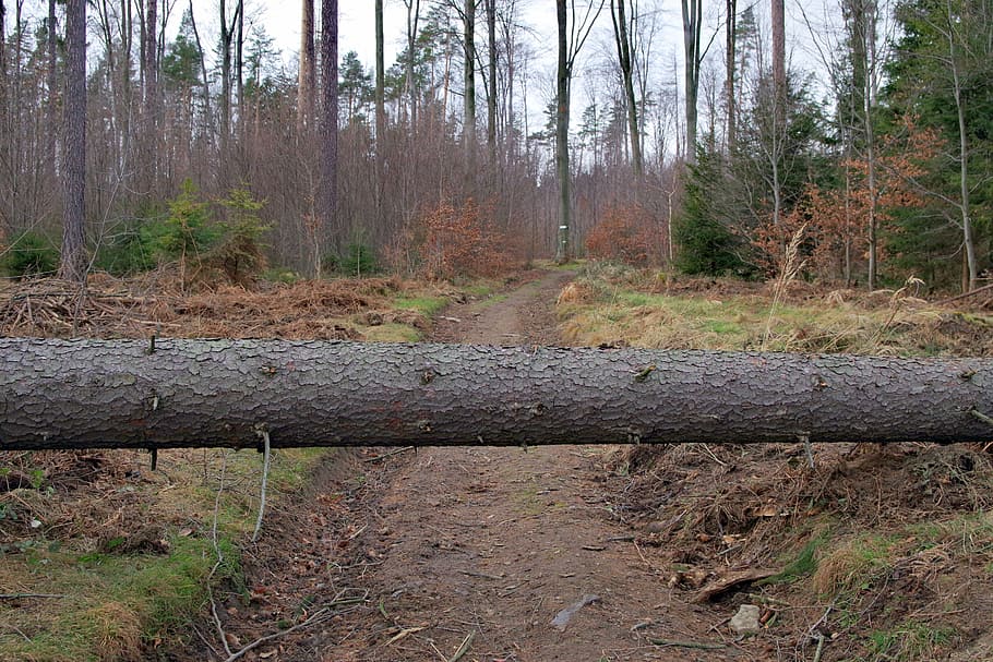 obstacle, tree, nature, landscape, way, forest, lets go, travel, zawalidroga, cut down a tree
