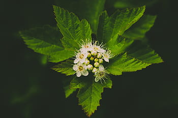 Fotos blanco flor de agapanto libres de regalías | Pxfuel