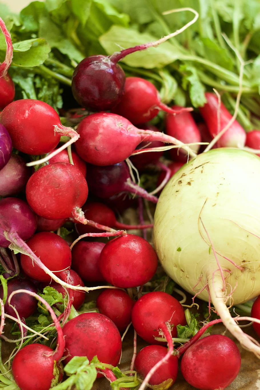 radish, red, vegetable, food and drink, healthy eating, food, wellbeing, freshness, fruit, large group of objects